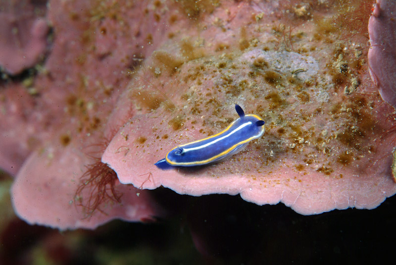Hypselodoris orsinii